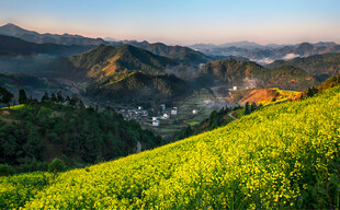 油菜花