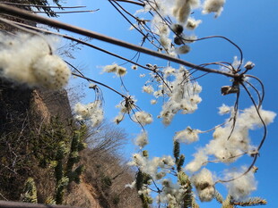野棉花
