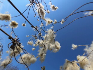 木棉花