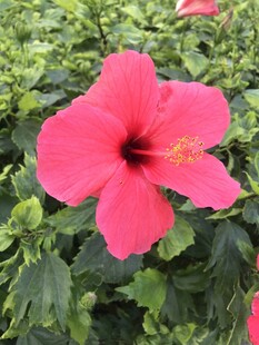 小野花