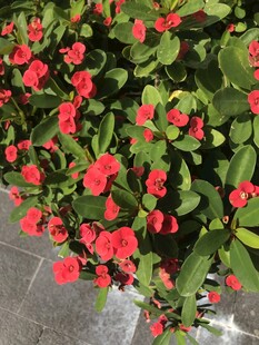 小野花