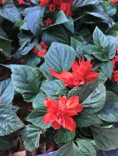 小野花