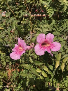 小野花