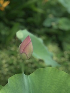 荷花 荷叶