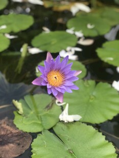 荷花 荷叶