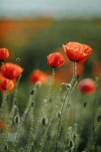 虞美人鲜花