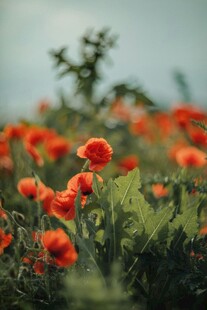 虞美人鲜花