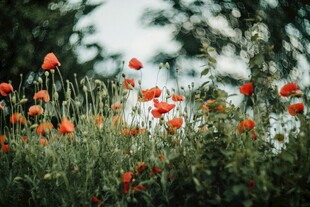 虞美人鲜花