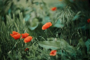 虞美人鲜花