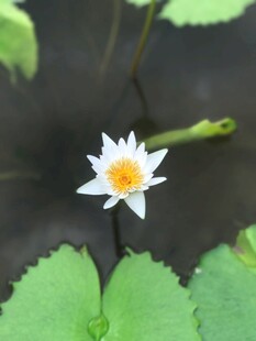 荷花 荷叶