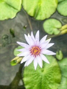 荷花 荷叶