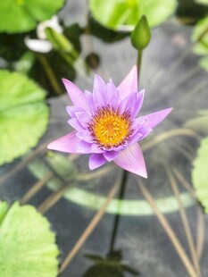 荷花 荷叶