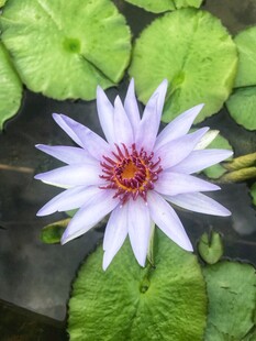 荷花 荷叶