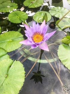 荷花 荷叶
