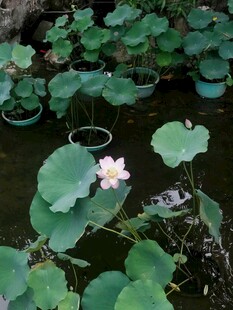 荷花 荷叶