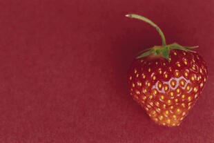 草莓