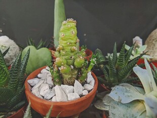 多肉