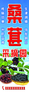 桑葚采摘园
