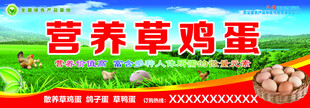 营养草鸡蛋门头设计