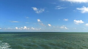 海上生花