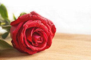 玫瑰花