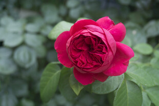 玫瑰花