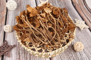 茶树菇