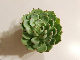 多肉
