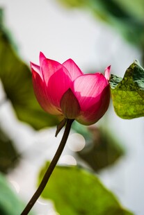 荷花 荷叶