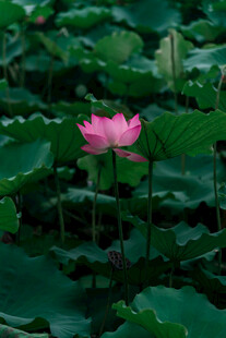 荷花 荷叶