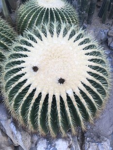 仙人球 仙人掌