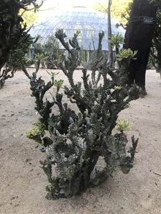 仙人掌