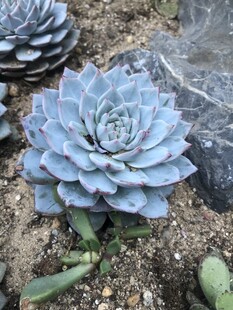 多肉