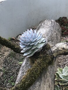 多肉