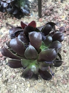 多肉