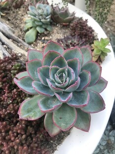 多肉