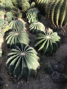 仙人掌 仙人球