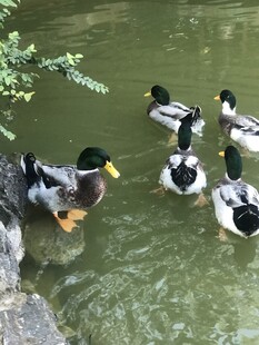 绿头鸭