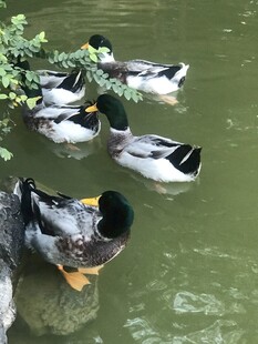 绿头鸭
