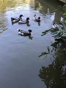 绿头鸭
