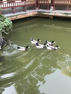 绿头鸭