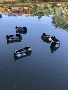 绿头鸭