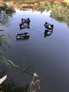 绿头鸭