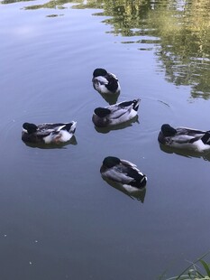 绿头鸭