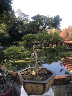 盆栽 盆景
