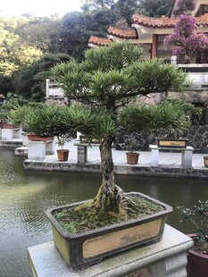 盆栽 盆景