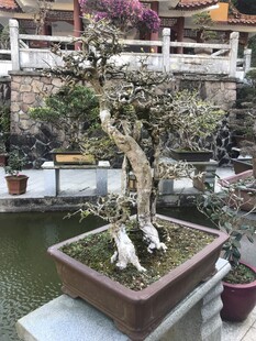 盆栽 盆景