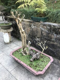 盆栽 盆景