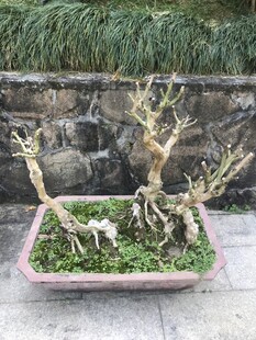 盆栽 盆景