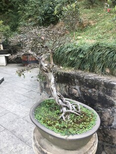 盆栽 盆景